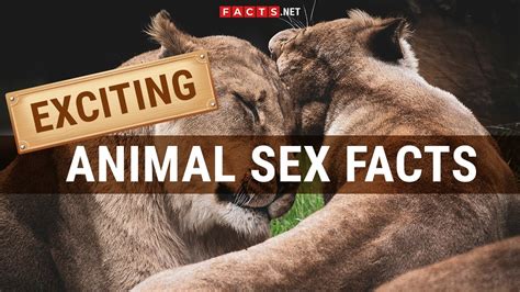 Beastiality Porn. Zoo porn content and animal porn sex videos.